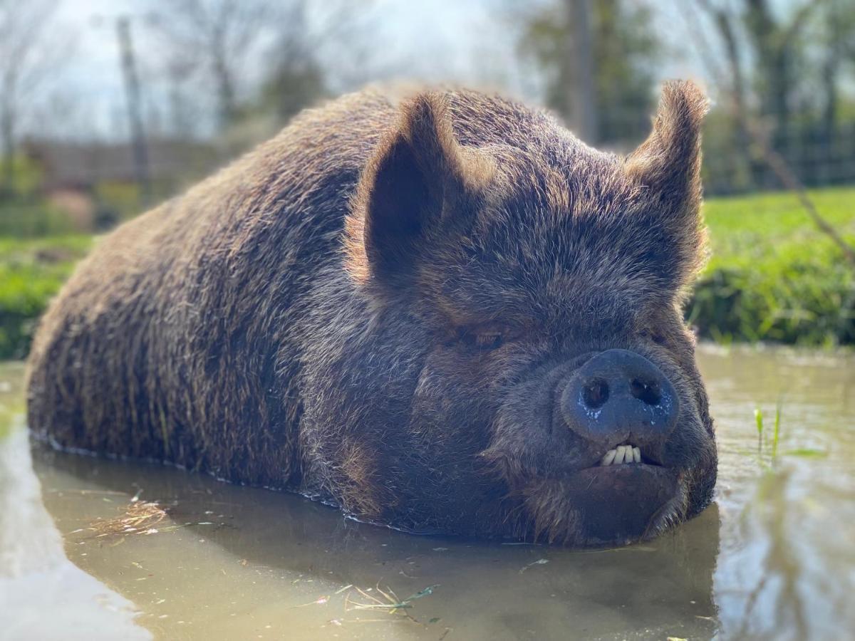 Hogget Hotel Foxton Kültér fotó